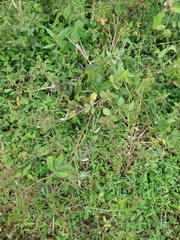 Chamaecrista hispidula