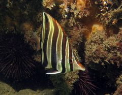 Chelmonops truncatus