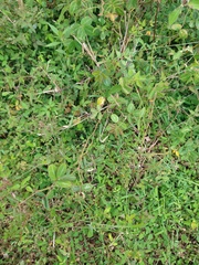 Chamaecrista hispidula