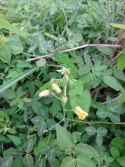 Chamaecrista hispidula