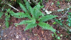 Dryopteris kawakamii