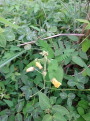 Chamaecrista hispidula