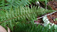 Dryopteris kawakamii