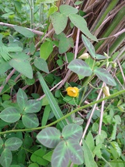 Chamaecrista hispidula