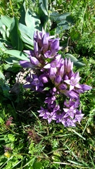 Gentianella germanica