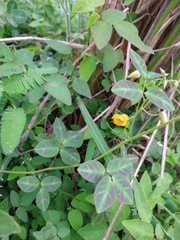 Chamaecrista hispidula