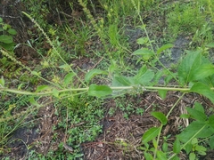 Verbena scabra