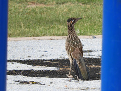 Geococcyx californianus