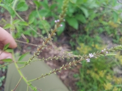 Verbena scabra