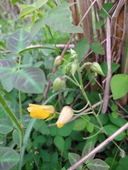 Chamaecrista hispidula