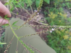 Verbena scabra