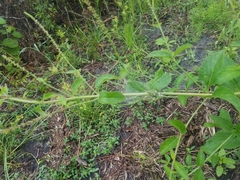 Verbena scabra