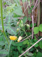 Chamaecrista hispidula