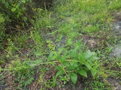 Verbena scabra