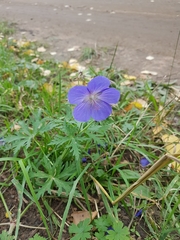 Geranium transbaicalicum