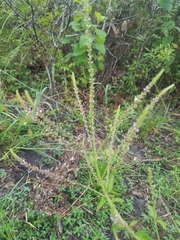 Verbena scabra