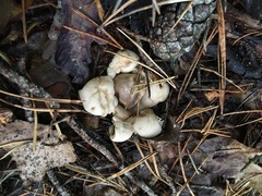 Geastrum rufescens