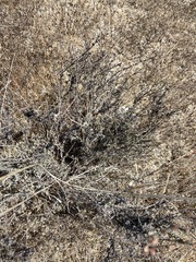 Eriogonum wrightii dentatum