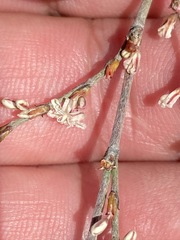 Eriogonum wrightii dentatum