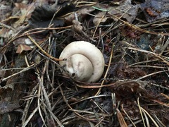 Geastrum rufescens