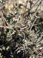 Eriogonum wrightii dentatum