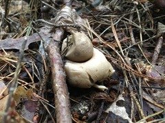 Geastrum rufescens