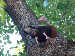 Dendrocygna autumnalis