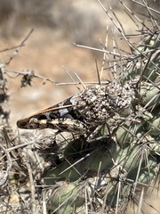 Leprus