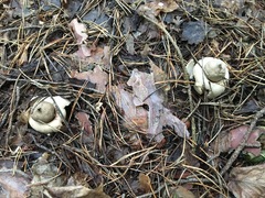 Geastrum rufescens