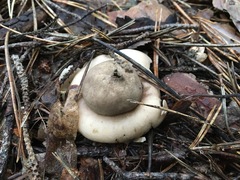 Geastrum rufescens