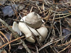Geastrum rufescens