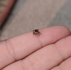 Habronattus pyrrithrix
