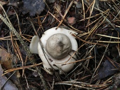 Geastrum rufescens