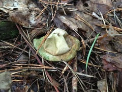 Geastrum rufescens
