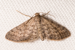 Lobocleta granitaria