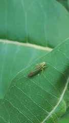 Graphocephala fennahi