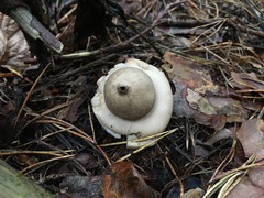Geastrum rufescens