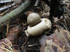 Geastrum rufescens