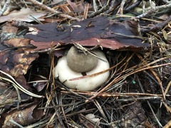 Geastrum rufescens