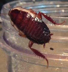 Drymaplaneta semivitta