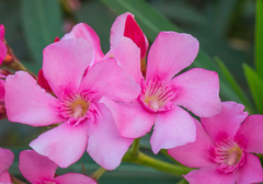 Nerium oleander
