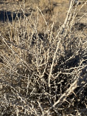Tetradymia spinosa