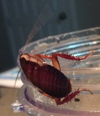 Drymaplaneta semivitta