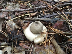 Geastrum rufescens