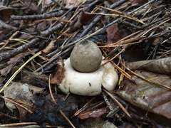 Geastrum rufescens