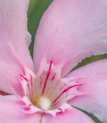 Nerium oleander