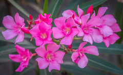Nerium oleander