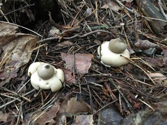 Geastrum rufescens