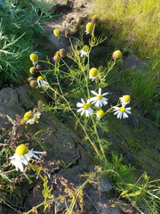 Tripleurospermum hookeri