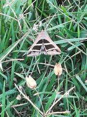 Grammodes bifasciata